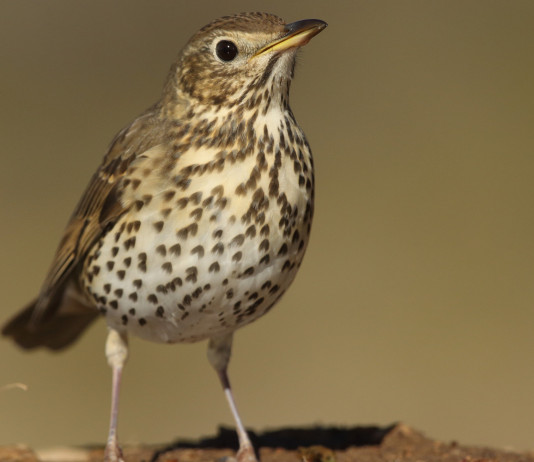 Federcaccia: completata la migrazione dei tordi monitorati Federcaccia completata la migrazione dei tordi monitorati: tordo bottaccio, turdus philomelos