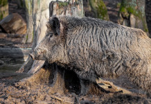 Gestione privata e sociale della caccia, Arcicaccia contro governo Gestione privata e sociale della caccia: cinghiale nel bosco