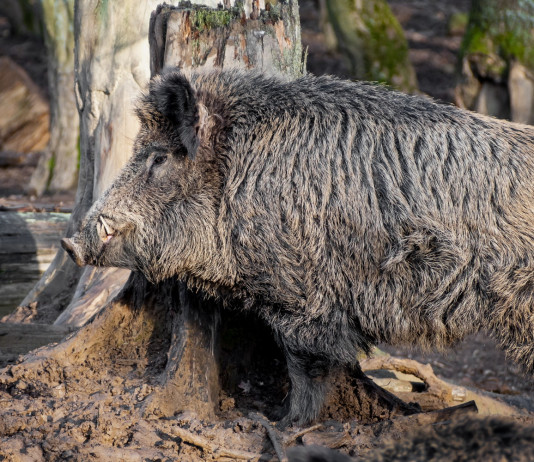Gestione privata e sociale della caccia, Arcicaccia contro governo Gestione privata e sociale della caccia: cinghiale nel bosco
