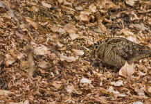 Il calendario venatorio delle Marche 2023/2024 in commissione Il calendario venatorio delle Marche 2023 2024 in commissione: beccaccia nel bosco