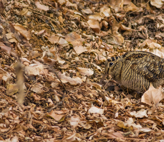 Il calendario venatorio delle Marche 2023/2024 in commissione Il calendario venatorio delle Marche 2023 2024 in commissione: beccaccia nel bosco