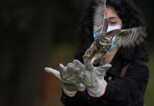 Mezzo milione per i centri di recupero della fauna in Lombardia Mezzo milione per i centri di recupero della fauna in Lombardia: rilascio civetta in natura