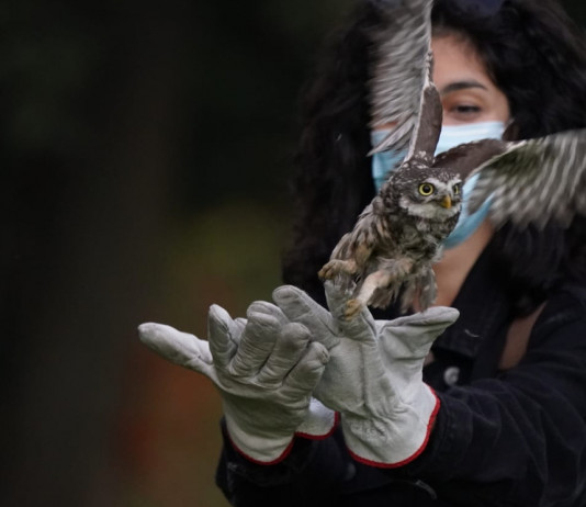 Mezzo milione per i centri di recupero della fauna in Lombardia Mezzo milione per i centri di recupero della fauna in Lombardia: rilascio civetta in natura
