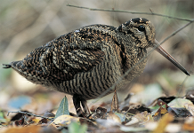 Monitoraggio della beccaccia con il cane da ferma: pubblicato uno studio italiano sulla rivista Diversity Monitoraggio della beccaccia con il cane da ferma
