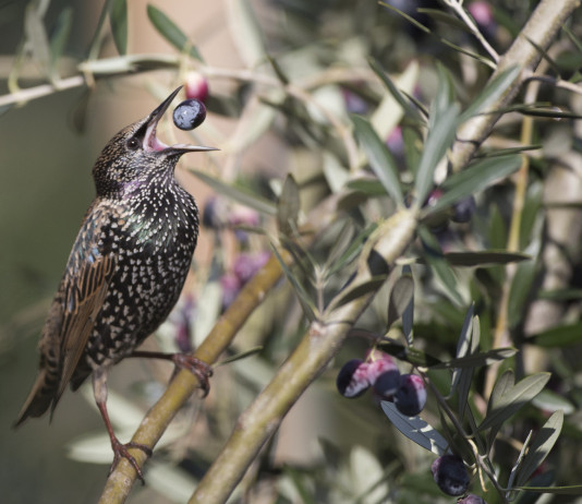 Ok alla caccia in deroga allo storno in Umbria Ok alla caccia in deroga allo storno in Umbria: storno mangia oliva