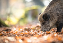 Parere sul comitato faunistico-venatorio: convocata Conferenza Stato-Regioni Parere sul comitato faunistico-venatorio convocata Conferenza Stato-Regioni
