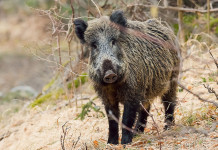 Peste suina africana, Federcaccia chiede meno burocrazia Peste suina africana, Federcaccia chiede meno burocrazia