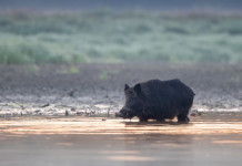 Peste suina africana, buone notizie dalla Sardegna Peste suina africana: cinghiale in ambiente naturale