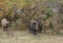 Peste suina africana, cinghialai liguri disponibili a depopolamento Peste suina africana: cinghiali nel bosco
