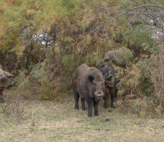 Peste suina africana, cinghialai liguri disponibili a depopolamento Peste suina africana: cinghiali nel bosco