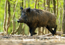 Peste suina africana in Calabria: Istituto zooprofilattico al lavoro Peste suina africana in Calabria: cinghiale nel bosco