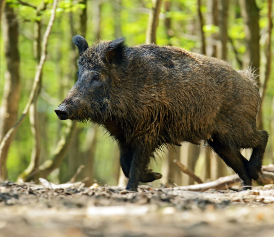 Peste suina africana in Calabria: Istituto zooprofilattico al lavoro Peste suina africana in Calabria: cinghiale nel bosco