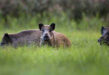 Peste suina africana in Calabria, cacciatori perplessi su provvedimento Peste suina africana in Calabria: tre cinghiali nel bosco