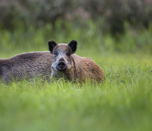 Peste suina africana in Calabria, cacciatori perplessi su provvedimento Peste suina africana in Calabria: tre cinghiali nel bosco