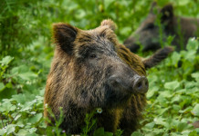 Peste suina africana in Campania Peste suina africana in Campania: cinghiale nella foresta