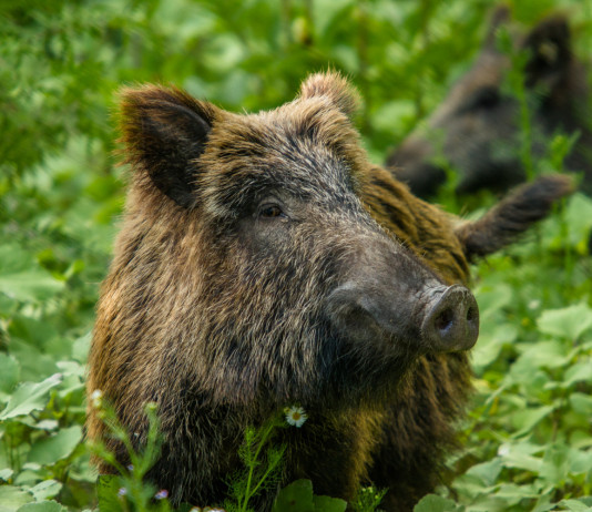 Peste suina africana in Campania Peste suina africana in Campania: cinghiale nella foresta