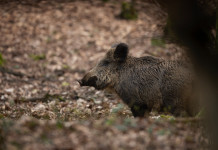 Peste suina africana in Campania, diciassette comuni in zona infetta Peste suina africana in Campania: cinghiale nel bosco