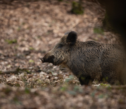 Peste suina africana in Campania, diciassette comuni in zona infetta Peste suina africana in Campania: cinghiale nel bosco