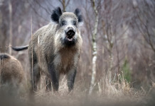 Piano straordinario per la gestione della fauna, intesa in Conferenza Stato-Regioni Piano straordinario per la gestione della fauna: cinghiale nel bosco