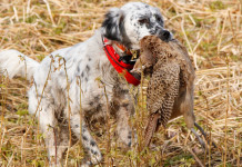 Porta il tuo cane a Caccia Village e vinci un Benelli Caddy Porta il tuo cane a Caccia Village e vinci un Benelli Caddy