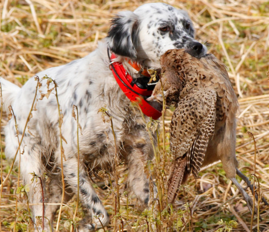 Porta il tuo cane a Caccia Village e vinci un Benelli Caddy Porta il tuo cane a Caccia Village e vinci un Benelli Caddy