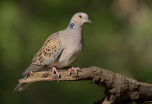 Preadottato il calendario venatorio dell’Umbria 2023/2024 Preadottato il calendario venatorio dell’Umbria 2023 2024