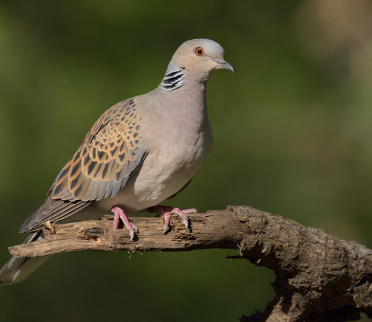Preadottato il calendario venatorio dell’Umbria 2023/2024 Preadottato il calendario venatorio dell’Umbria 2023 2024