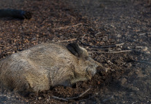 Presentato il piano faunistico-venatorio della Toscana Presentato il piano faunistico-venatorio della Toscana: cinghiale