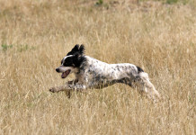 Primi cenni dell’assessore sul calendario venatorio della Campania 2023/2024 Primi cenni dell’assessore sul calendario venatorio della Campania 2023 2024: setter inglese bianco e nero corre