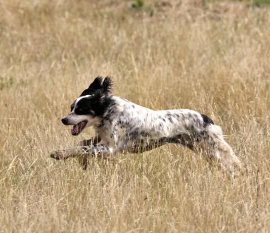 Primi cenni dell’assessore sul calendario venatorio della Campania 2023/2024 Primi cenni dell’assessore sul calendario venatorio della Campania 2023 2024: setter inglese bianco e nero corre