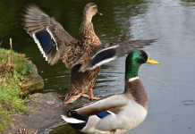 Statistiche sugli uccelli in Europa: i dati Face Statistiche sugli uccelli in Europa: germani reali in ambiente acquatico