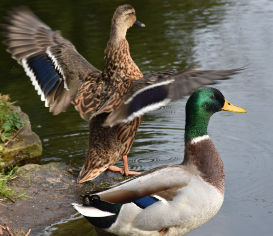 Statistiche sugli uccelli in Europa: i dati Face Statistiche sugli uccelli in Europa: germani reali in ambiente acquatico