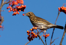 Verso una nuova durata della licenza per appostamenti fissi di caccia in Umbria Verso una nuova durata della licenza per appostamenti fissi di caccia in Umbria