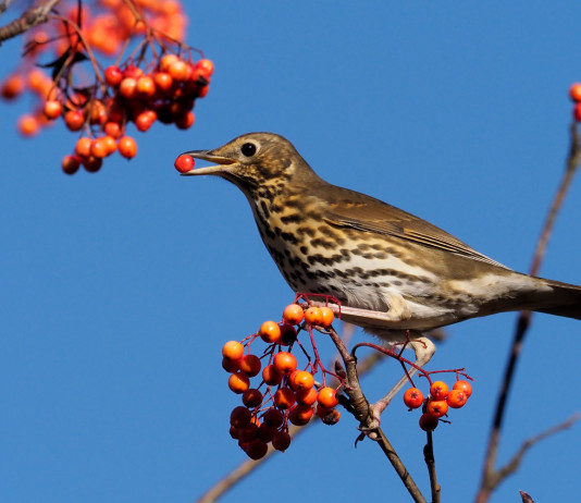 Verso una nuova durata della licenza per appostamenti fissi di caccia in Umbria Verso una nuova durata della licenza per appostamenti fissi di caccia in Umbria