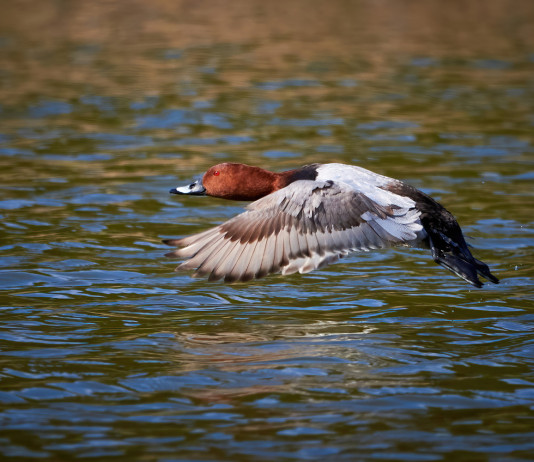 Approvato il calendario venatorio del Veneto 2023/2024 Approvato il calendario venatorio del Veneto 2023 2024: moriglione in volo