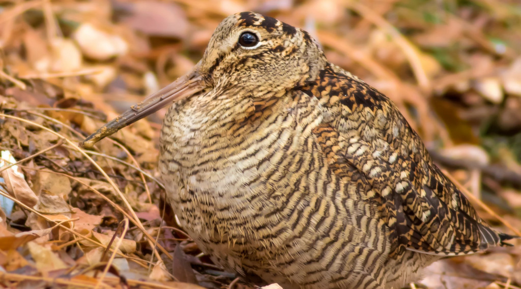 Approvato il calendario venatorio della Sardegna 2023/2024 Caccia