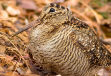 Approvato il calendario venatorio della Sardegna 2023/2024 Approvato il calendario venatorio della Sardegna 2023 2024: beccaccia in ambiente autunnale