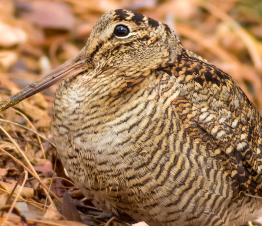Approvato il calendario venatorio della Sardegna 2023/2024 Approvato il calendario venatorio della Sardegna 2023 2024: beccaccia in ambiente autunnale