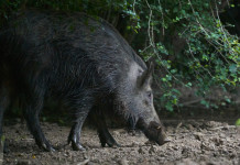 L’Arcicaccia contro il decreto che ricostituisce il comitato faunistico-venatorio Arcicaccia contro il decreto che ricostituisce il comitato faunistico-venatorio: cinghiale di notte