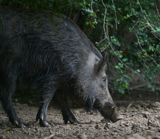 L’Arcicaccia contro il decreto che ricostituisce il comitato faunistico-venatorio Arcicaccia contro il decreto che ricostituisce il comitato faunistico-venatorio: cinghiale di notte