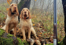 Beccacce che Passione: il nuovo numero in edicola Beccacce che Passione il nuovo numero in edicola dal 30 giugno