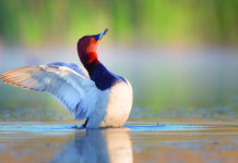 Caccia Magazine luglio 2023 in edicola dal 16 giugno Caccia Magazine luglio 2023 in edicola dal 16 giugno