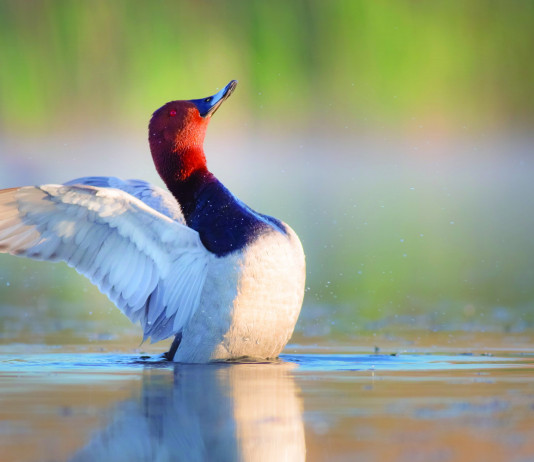 Caccia Magazine luglio 2023 in edicola dal 16 giugno Caccia Magazine luglio 2023 in edicola dal 16 giugno