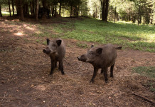 Caccia al cinghiale in Liguria, procedure semplificate Caccia al cinghiale in Liguria: due cinghiali