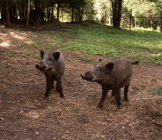 Caccia al cinghiale in Liguria, procedure semplificate Caccia al cinghiale in Liguria: due cinghiali