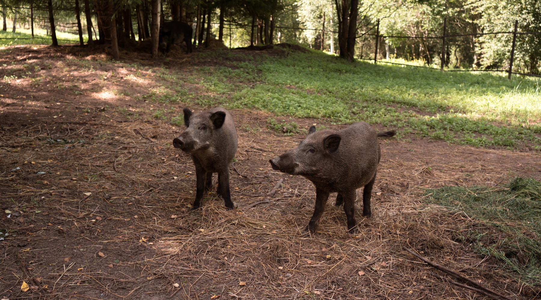 Caccia al cinghiale in Liguria, procedure semplificate Caccia al cinghiale in Liguria: due cinghiali