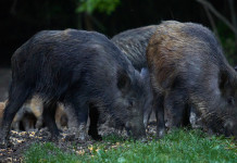 Caccia al cinghiale in Toscana, il piano per le aree non vocate Caccia al cinghiale in Toscana: grufolamento cinghiali