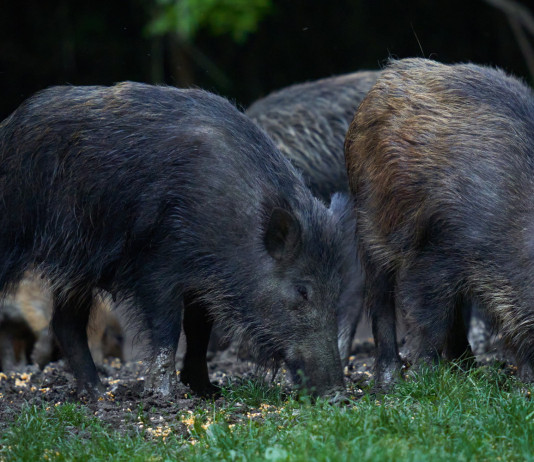 Caccia al cinghiale in Toscana, il piano per le aree non vocate Caccia al cinghiale in Toscana: grufolamento cinghiali