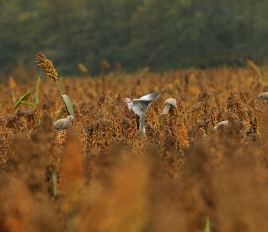 Caccia alla tortora dal collare in Toscana, l’anticipazione Caccia alla tortora dal collare in Toscana: campo di cereali