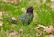 Caccia allo storno in Toscana, Fidc-Uct chiede modifica Caccia allo storno in Toscana: storno in mezzo all'erba
